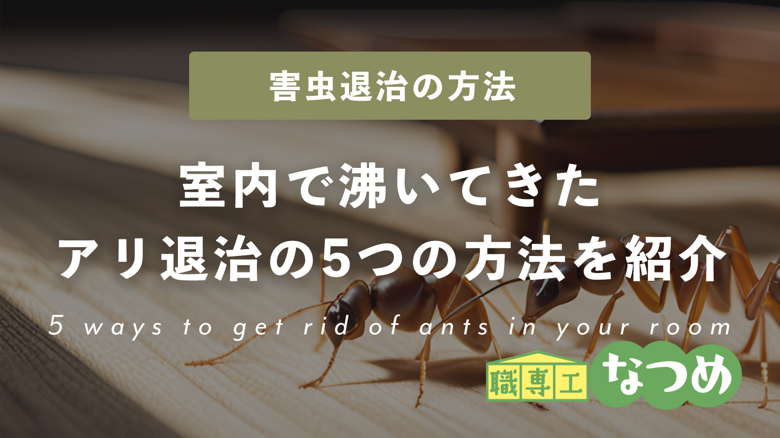 簡単で効果的！室内で沸いてきたアリ退治の5つの方法を紹介